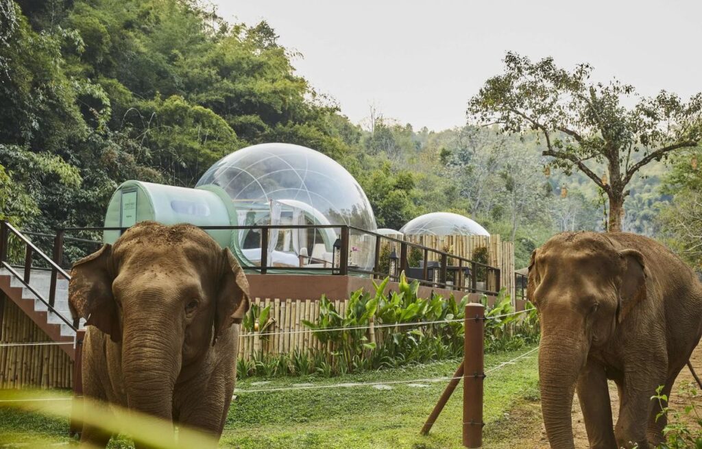 Anantara Golden Triangle Elephant