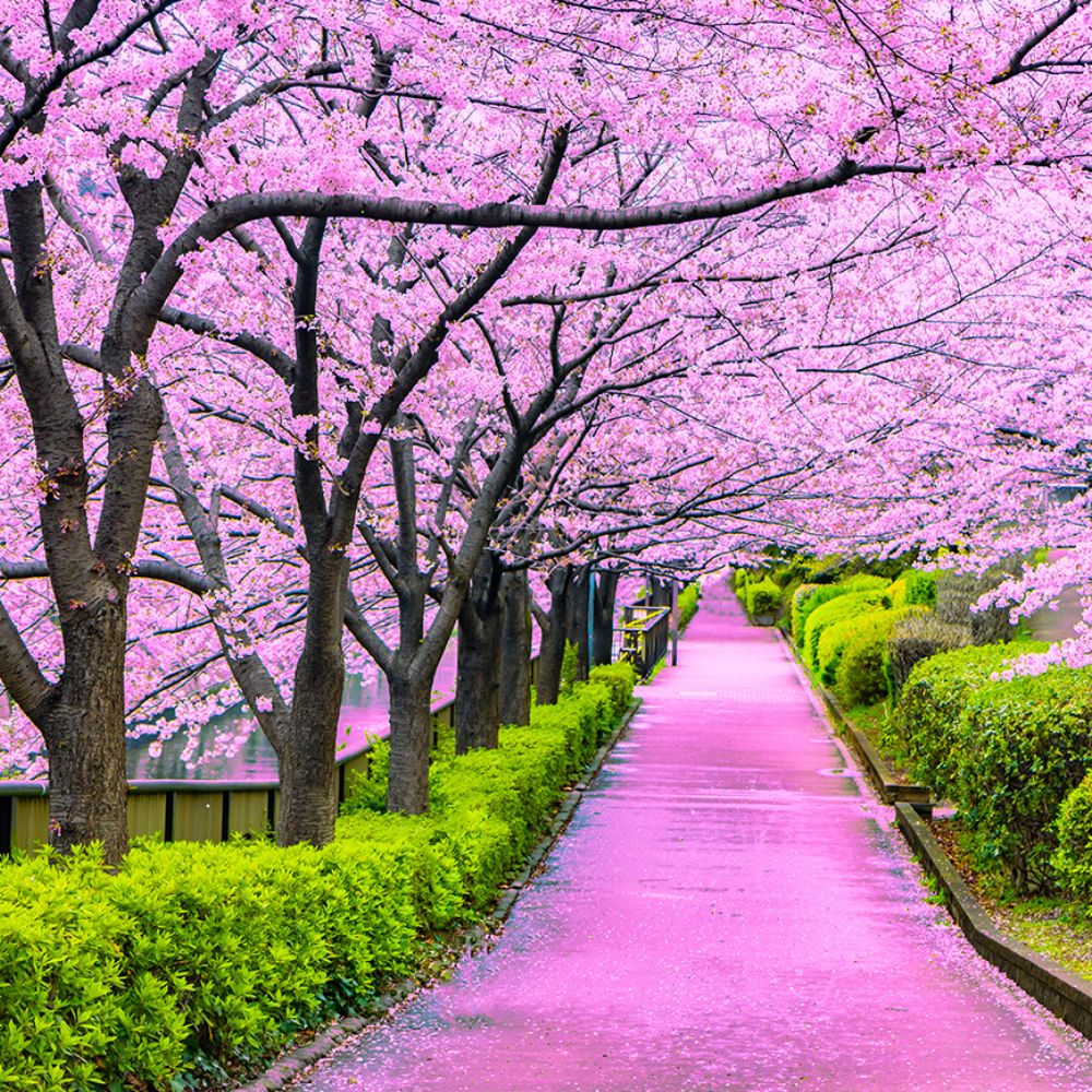 Tokyo, Japan