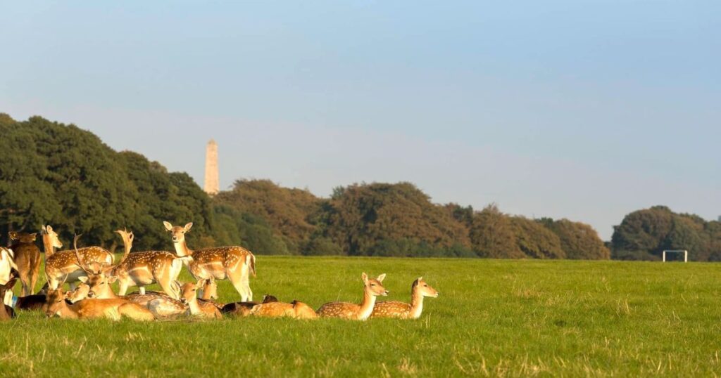 watching deer in Phoenix Park, Ireland in September