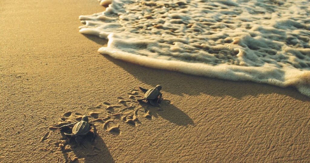 Turtle on the beach, Colombia